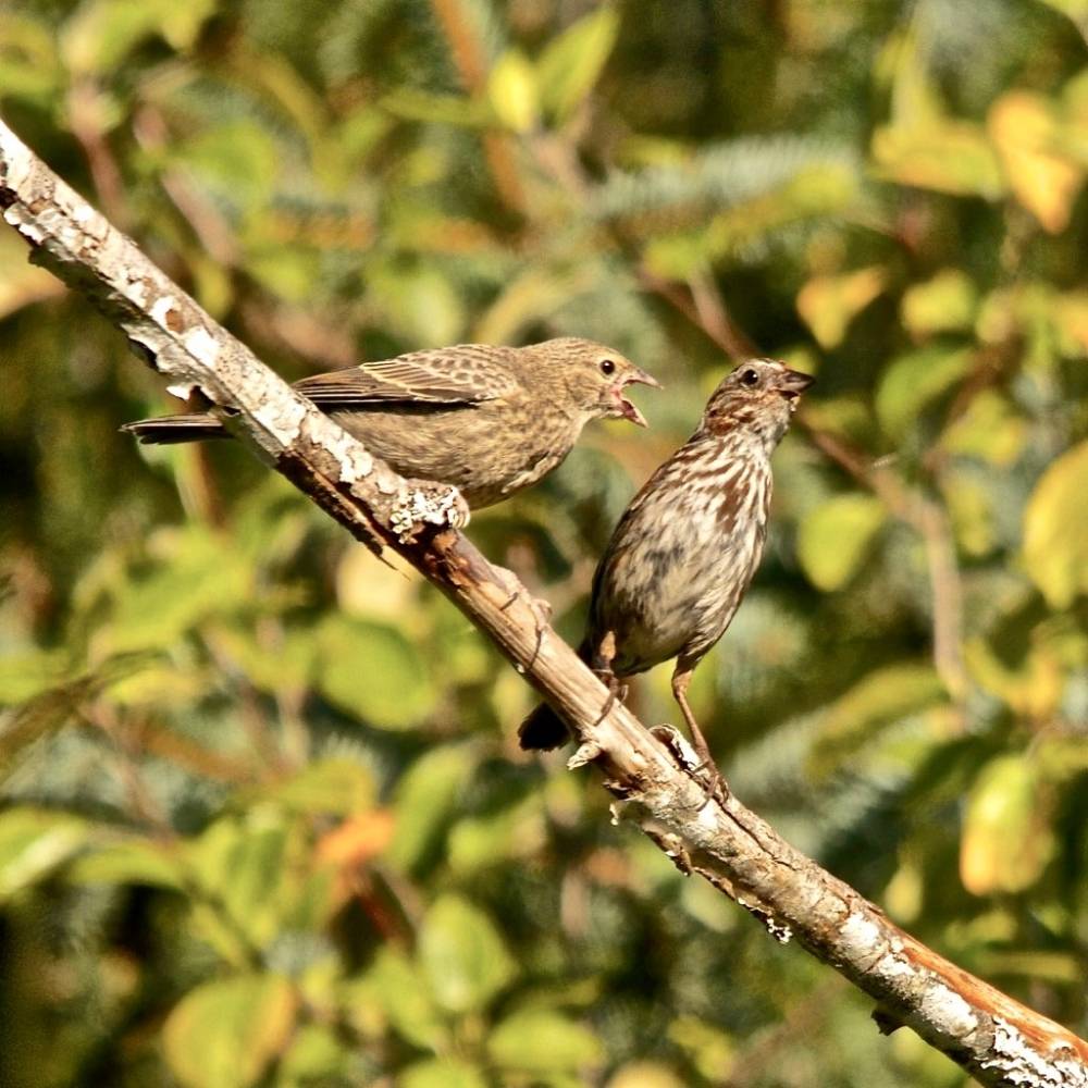 Song Sparrow feeding a Brown-headed Cowbird fledgling by nicolebeaulac is licensed under CC BY-NC-ND 2.0